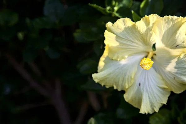 近くで見た花の黄色ハイビスカス — ストック写真