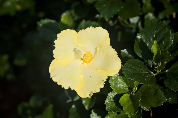 Hibisco Amarelo Flor Visto Perto — Fotografia de Stock