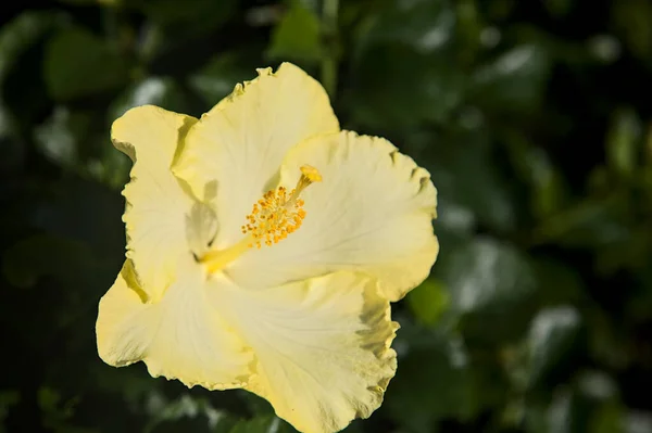 近くで見た花の黄色ハイビスカス — ストック写真