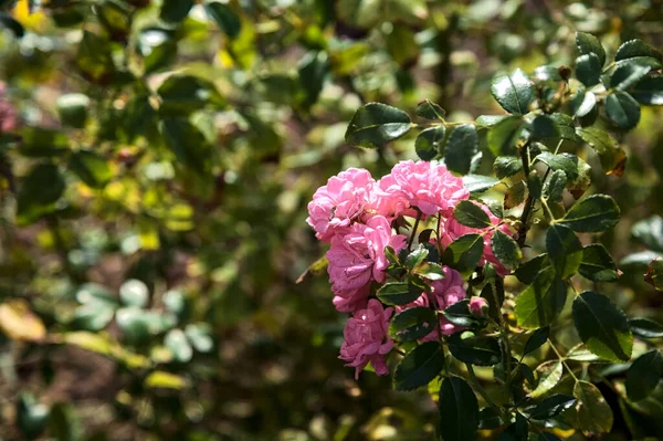 Bodendecker Rosa Rosen Einem Busch — Stockfoto