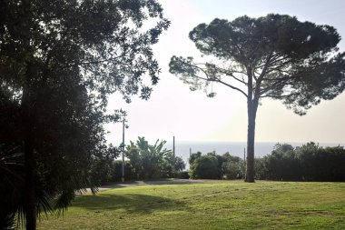 Deniz kenarındaki bir parkta, üzerinde farklı çam türleri olan açık bir alan.