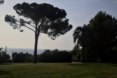 Deniz kenarındaki bir parkta, üzerinde farklı çam türleri olan açık bir alan.