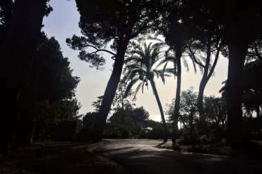 Üzerinde çam ağacı olan bir parkta iki yol ayrımı yap.
