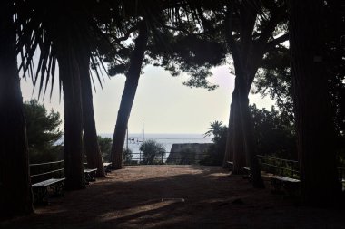 Deniz kenarındaki bir parkta deniz çamlarıyla çevrili bankları olan teras.