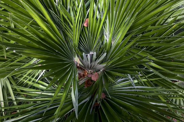 Palmzweige Aus Nächster Nähe Gesehen — Stockfoto