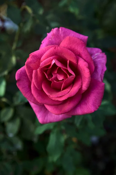 近くで見た花にピンクのハイブリッドティーバラ — ストック写真