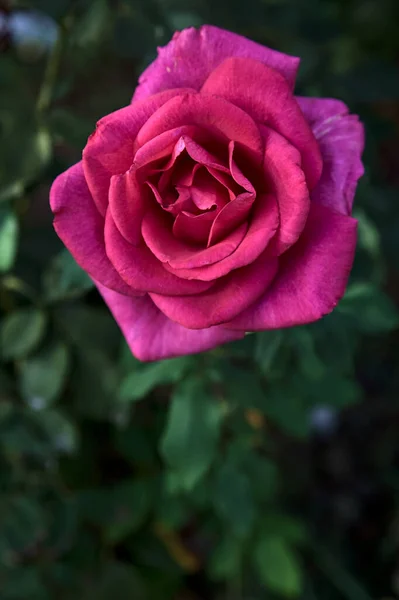 Розовый Гибридный Чай Розы Цвету Видели Вблизи — стоковое фото