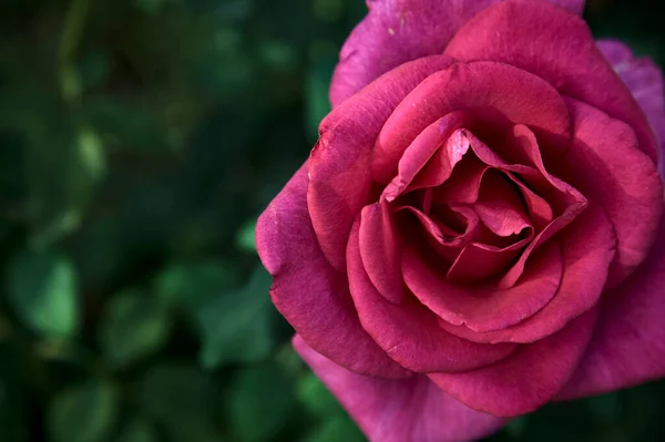 Vaaleanpunainen Hybridi Teetä Nousi Kukassa Nähnyt Läheltä — kuvapankkivalokuva