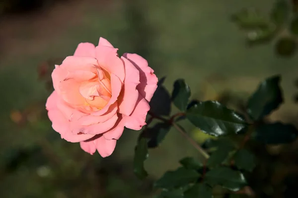 Jasnoróżowa Pomarańczowa Mieszańcowa Róża Herbaty Widziana Bliska — Zdjęcie stockowe