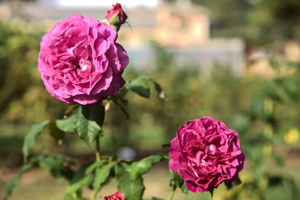 Lila Englische Rose Voller Blüte Aus Der Nähe Gesehen — Stockfoto