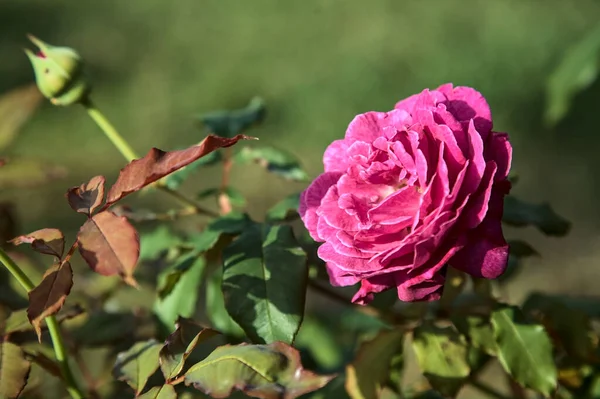 Μωβ Αγγλικό Τριαντάφυλλο Στην Άνθιση Δει Από Κοντά — Φωτογραφία Αρχείου
