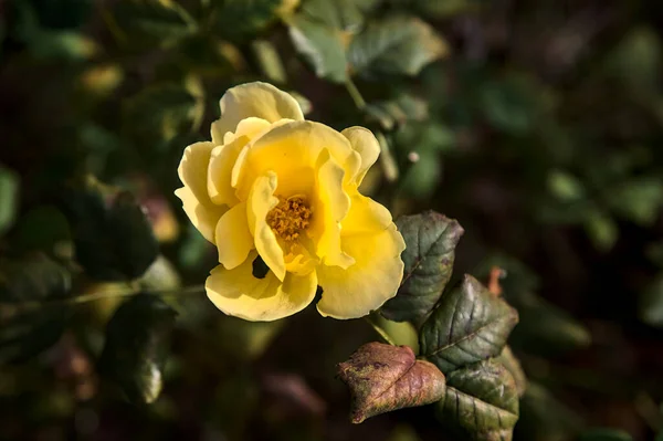 Žlutá Anglická Růže Rozkvětu Zblízka — Stock fotografie