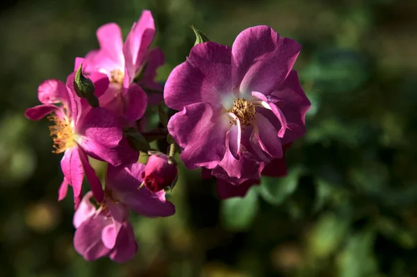 Des Roses Thé Hybrides Violettes Fleurs Vues Près — Photo