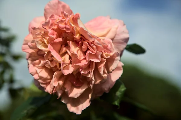 Łosoś Różowy Englis Róża Kwiat Postrzegane Bliska — Zdjęcie stockowe
