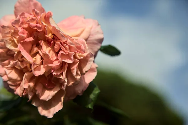 サーモンピンクのエンリスが花を咲かせ — ストック写真