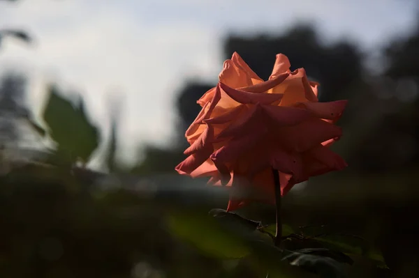花を咲かせるサンゴのハイブリッドティー — ストック写真