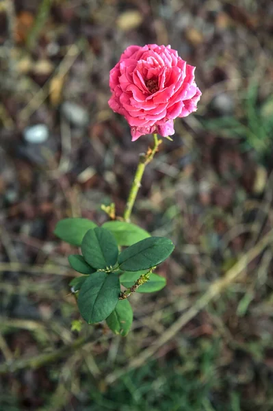 Rosa Blühende Alte Rose Aus Nächster Nähe Gesehen — Stockfoto