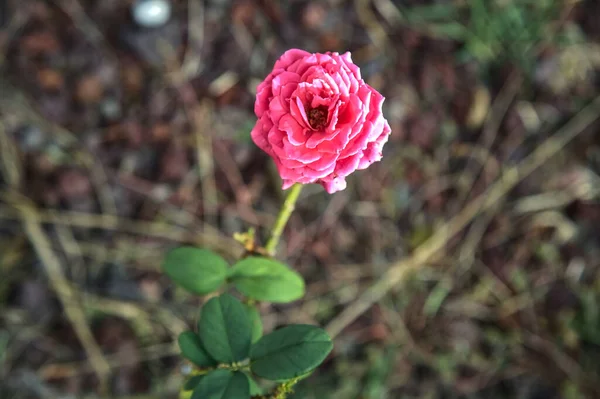 Rosa Florescente Rosa Velha Flor Vista Perto — Fotografia de Stock