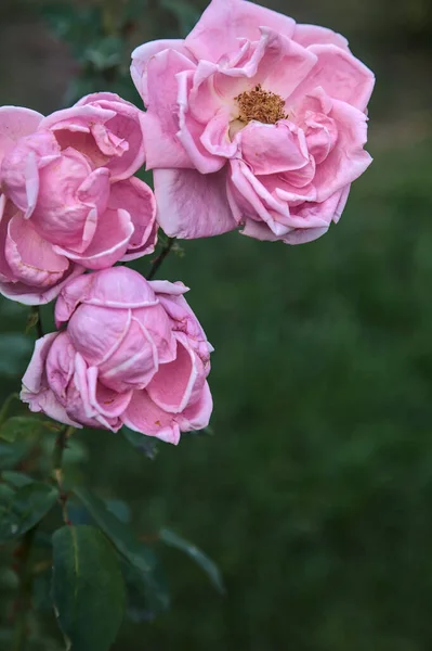 Ροζ Τριαντάφυλλα Μπέρμπον Ανθισμένα Από Κοντά — Φωτογραφία Αρχείου