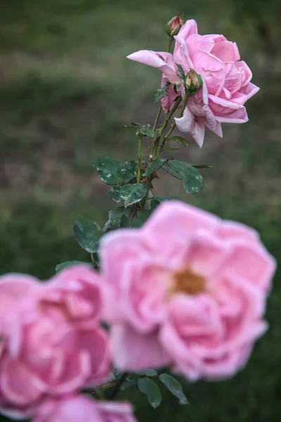 Rosa Rosas Bourbon Flor Visto Cerca — Foto de Stock