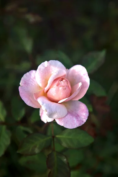 Blassrosa Chinesische Rose Voller Blüte Aus Der Nähe Gesehen — Stockfoto