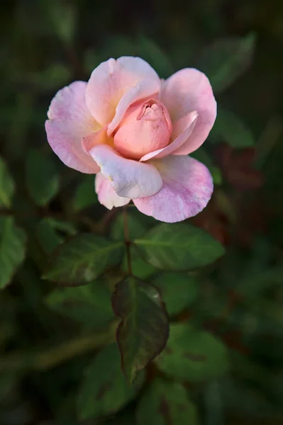 Halvány Rózsaszín Kínai Rózsa Virágzik Közelről — Stock Fotó