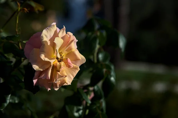 Jasnoróżowa Pomarańczowa Mieszańcowa Róża Herbaty Widziana Bliska — Zdjęcie stockowe