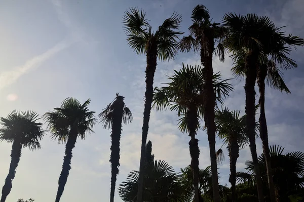 Palmen Verlicht Door Zon Een Park — Stockfoto