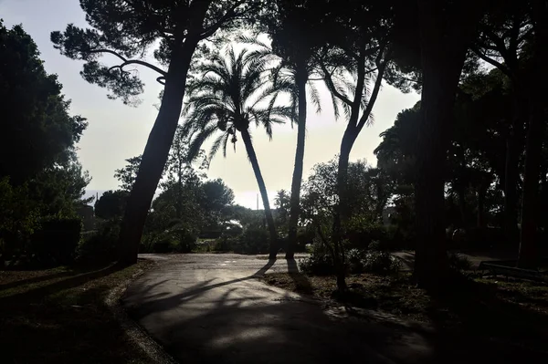 Villát Két Között Egy Parkban Tengerifenyővel Felette Amit Nap Kivilágított — Stock Fotó