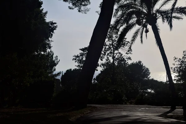 Üzerinde Çam Ağacı Olan Bir Parkta Iki Yol Ayrımı Yap — Stok fotoğraf
