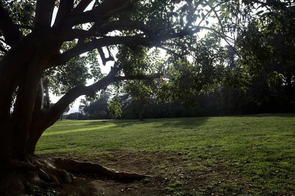Güneşle Aydınlatılan Ağaçla Çerçevelenen Bir Parkta Açık Alan — Stok fotoğraf