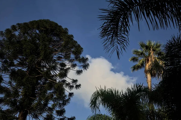 Palmy Drzewa Bunya Niebem Jako Tłem — Zdjęcie stockowe