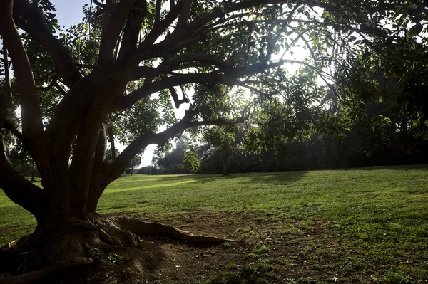 Открытое Пространство Парке Освещенном Солнцем Обрамленном Деревом — стоковое фото