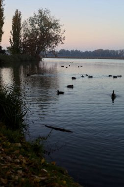 Sonbaharda gün batımında kıyıda ördekleri olan bir nehrin yanına park et.