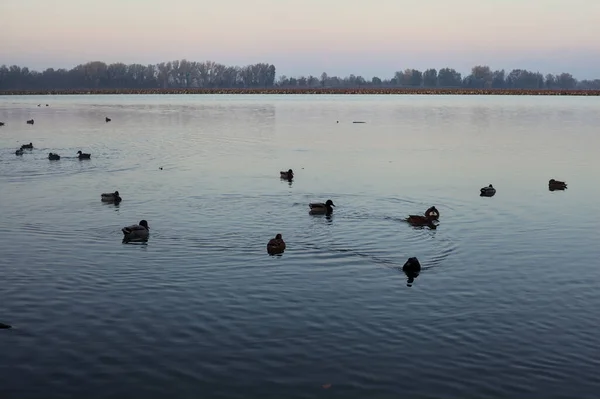 Park Einem Fluss Mit Enten Ufer Bei Sonnenuntergang Herbst — Stockfoto