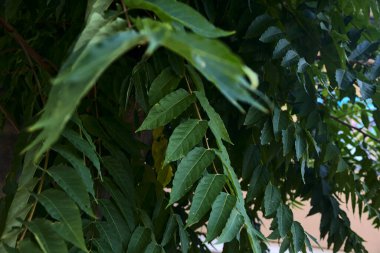 Beton bir kutupta büyüyen ağaç dalları