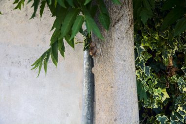 Beton bir kutupta büyüyen ağaç dalları