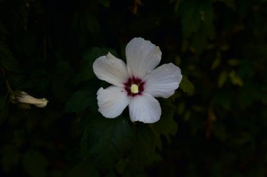 Çiçek açan Hibiscus dalları yakından görülüyor.