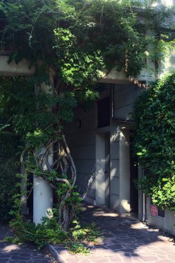 Kapı kapı dolaşıp onları çevreleyen bitkiler ve cephe