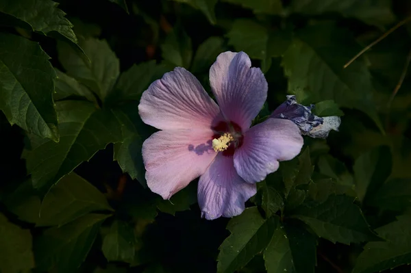 stock image Hibiscus branches in bloom seen up close