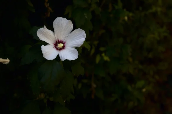 Çiçek Açan Hibiscus Dalları Yakından Görülüyor — Stok fotoğraf