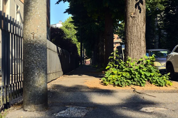 住宅街の塀の横の木に囲まれた舗装 — ストック写真