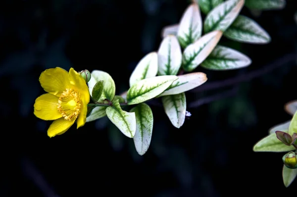 Amarelo Cobertura Solo Rosa Flor Vista Perto — Fotografia de Stock