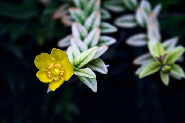 Sarı Zemin Örtüsü Çiçek Açmış Yakından Bakıldığında — Stok fotoğraf