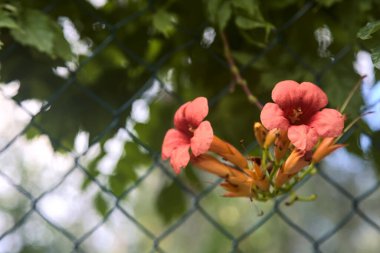 Nasturtium çiçekleri yakından görülüyor.