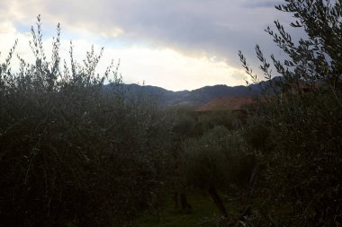 Bulutlu bir günde arka planda dağ sırtı olan zeytin ağacı koruluğu.