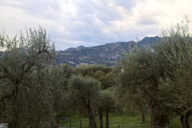 Bulutlu bir günde arka planda dağ sırtı olan zeytin ağacı koruluğu.