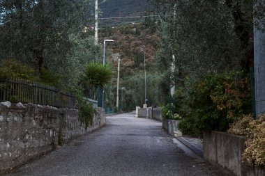 Yaz aylarında zeytin ağaçlarıyla çevrili yan yola tırmanmak