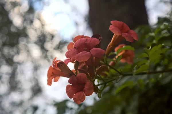 Цветущие Цветы Настурция — стоковое фото