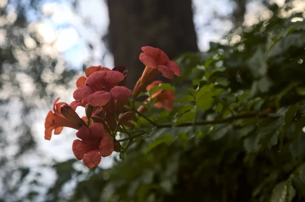 Цветущие Цветы Настурция — стоковое фото